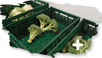 Brokkoli - Frisches Gemüse